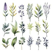 AI generated Collection of watercolor herbs clipart on white background. AI Generated photo