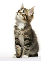 AI generated Playful funny kitten looking up isolated on a white background. AI Generated photo