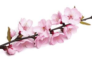 AI generated Sakura flowers isolated on white background. AI Generated photo