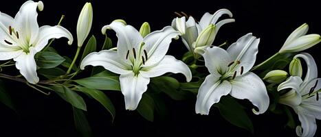 AI generated White lily flowers on black background. AI Generated photo