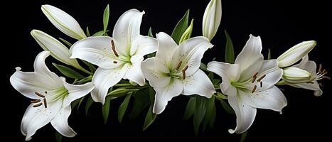 AI generated White lily flowers on black background. AI Generated photo