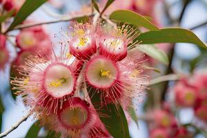 ai generado hermosa goma árbol rosado flores y brotes ai generado foto