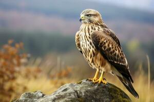 AI generated Hawk sitting on rock looking for prey. AI Generated photo