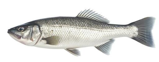 AI generated One fresh sea bass fish isolated on white background. AI Generated. photo