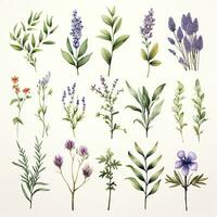 AI generated Collection of watercolor herbs clipart on white background. AI Generated photo