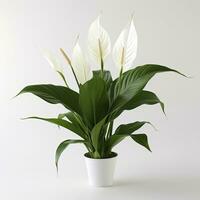 AI generated Peace Lily on a plain white background. AI Generated photo