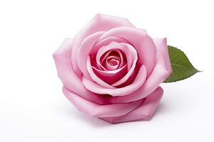 AI generated Pink rose isolated on white background. AI Generated photo