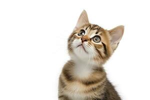 AI generated Playful funny kitten looking up isolated on a white background. AI Generated photo