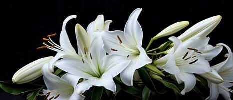 AI generated White lily flowers on black background. AI Generated photo