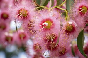 AI generated Beautiful Gum tree pink flowers and buds. AI Generated photo