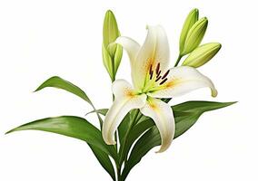 AI generated Beautiful fresh lily flower with green leaves, isolated on white background. AI Generated photo