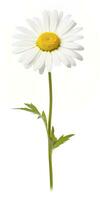 AI generated Common daisy isolated on white background. AI Generated photo