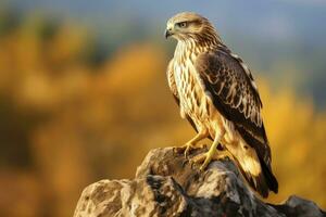 AI generated Hawk sitting on rock looking for prey. AI Generated photo