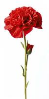 AI generated Red Carnation isolated on white background. AI Generated photo