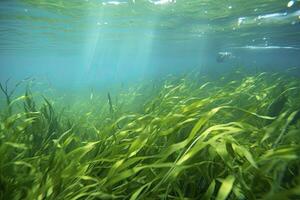 ai generado submarino ver de un grupo de fondo del mar con verde pastos marinos. ai generado foto