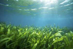 ai generado submarino ver de un grupo de fondo del mar con verde pastos marinos. ai generado foto