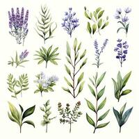 AI generated Collection of watercolor herbs clipart on white background. AI Generated photo