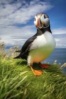 AI generated Puffin bird on a green grass patch. AI Generated photo