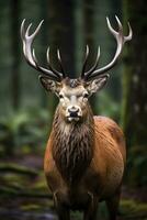 AI generated Close up of red deer stag. AI Generated photo