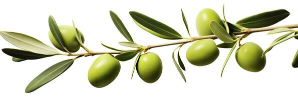 AI generated Olive tree branch, green olives and leaves on white background. AI Generated. photo