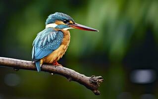 AI generated The common kingfisher wetlands bird colored feathers from different birds. Generative AI photo