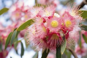 AI generated Beautiful Gum tree pink flowers and buds. AI Generated photo