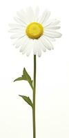 AI generated Common daisy isolated on white background. AI Generated photo