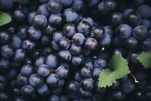 AI generated Flat lay background of vines, lots of organic blue dark grapes. AI Generated photo