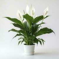 AI generated Peace Lily on a plain white background. AI Generated photo