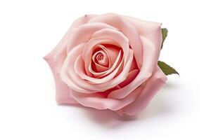 AI generated Pink rose isolated on white background. AI Generated photo