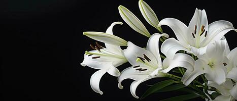 AI generated White lily flowers on black background. AI Generated photo