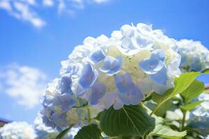 AI generated Blue French hydrangea under blue sky. AI Generated photo