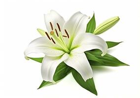 AI generated Beautiful fresh lily flower with green leaves, isolated on white background. AI Generated photo