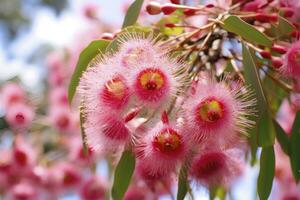 AI generated Beautiful Gum tree pink flowers and buds. AI Generated photo