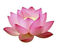 AI generated Lotus flower on white background. AI Generated photo