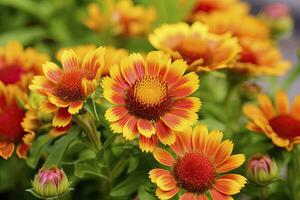 ai generado gaillardia o cobija flor. brillante y vistoso sombras de calentar tonos ai generado foto