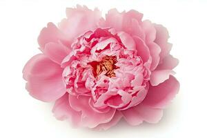 AI generated Peony isolated on white background. AI Generated photo