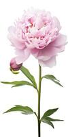 AI generated Peony isolated on white background. AI Generated photo