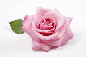 AI generated Pink rose isolated on white background. AI Generated photo