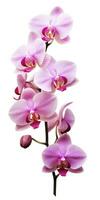 AI generated Pink Orchid isolated on white background. AI Generated photo