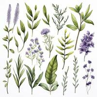 AI generated Collection of watercolor herbs clipart on white background. AI Generated photo