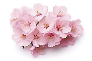 AI generated Sakura flowers isolated on white background. AI Generated photo