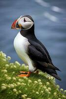 AI generated Puffin bird on a green grass patch. AI Generated photo