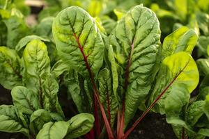 AI generated Chard growing in an urban garden. Garden beet and salad leaves close up. Generative AI photo