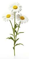 AI generated Common daisy isolated on white background. AI Generated photo