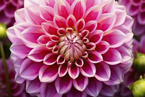 AI generated Dahlia flower background.  AI Generated. photo