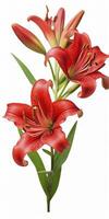 AI generated Red Lilies isolated on white background. AI Generated photo