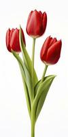 AI generated Red tulips isolated on white background. AI Generated photo