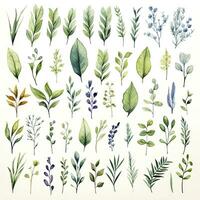 AI generated Collection of watercolor herbs clipart on white background. AI Generated photo