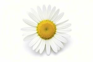 AI generated Common daisy isolated on white background. AI Generated photo